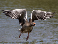 Greylag Goose - Anser anser