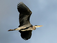 Grey Heron - Ardea cinerea