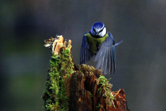 Blue Tit - Parus caeruleus