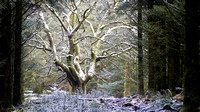 Gwyddon Forest