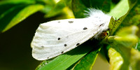 White ermine - Spilosoma lubricipeda