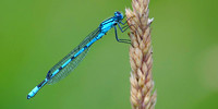 Common Blue - Enallagma cyathigerum