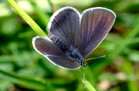 Small Blue - Cupido minimus