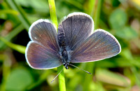 Small Blue - Cupido minimus