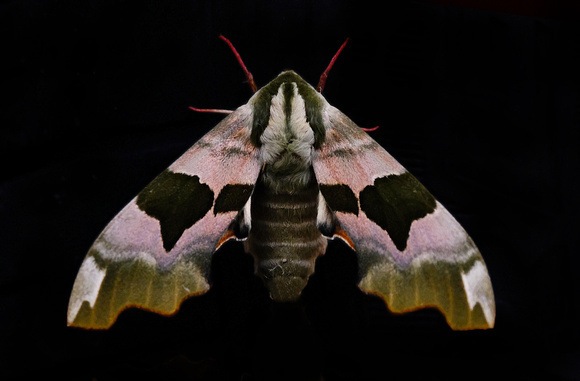 Lime Hawk-moth - Mimas tile