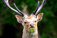 Sika Deer - Cervus nippon