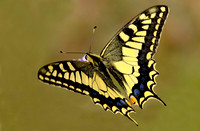 Swallow Tail - Papilio machaon