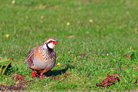 Red-legged Partridge - Alectoris rufa