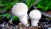 Common Puffball - Lycoperdon periatum