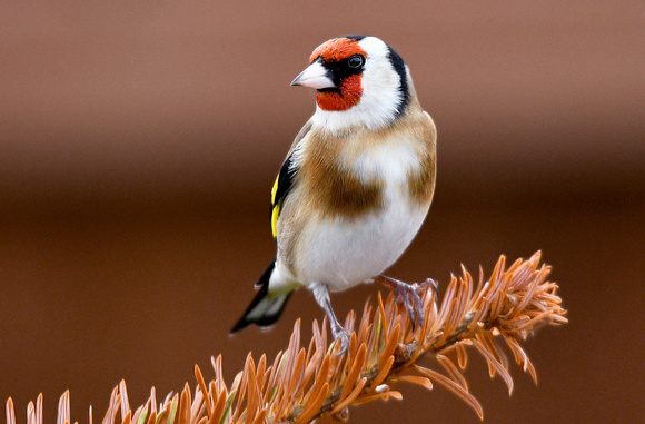 Goldfinch - Carduelis carduelis