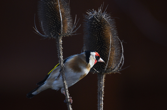 Goldfinch - Carduelis carduelis