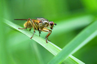 Yellow dung fly -Scathophaga stercoraria