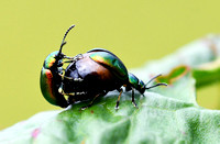 Doc Leaf Beetle -  Gastrophysa viridula