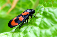 Red and Black Frog Hopper
