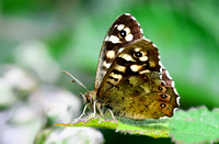 Speckled Wood - Pararge  tircis