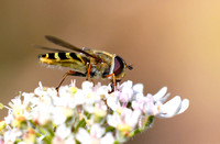 Hoverflies - Allograpta oblique