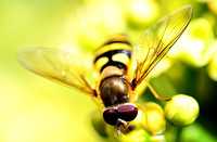 Hoverflies - Allograpta oblique