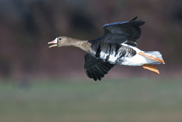White Fronted Goose - Anser albifrons