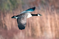 Canada Goose - Branta canadenis