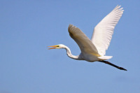 Great White Egret - Ardea alba