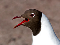 Black- headed Gull - Larus ridibundus