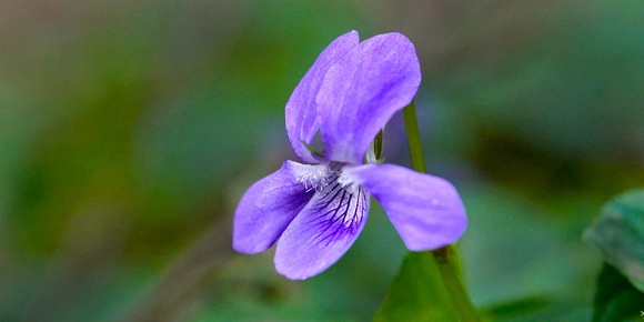 Common Dog Violet -Viola riviniana