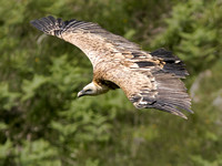 Griffin Vulture - Gyps fulvus