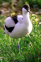 Avocet (captive) - Recurvirostra avosetta