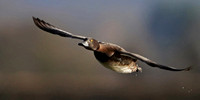 Tufted Duck - Aythya fuligula