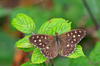 Speckled Wood - Pararge  tircis