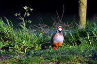 Red-legged Partridge - Alectoris rufa