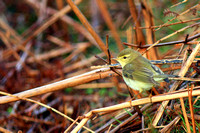 Willow Warbler - Phylloscopus trochilus