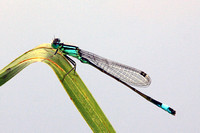 Blue-tailed Damsel - Ischnura elegans