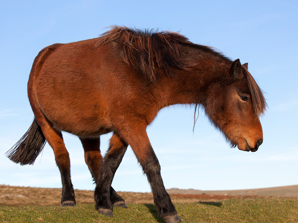Dartmoor Pony.