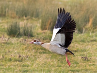 Egyptian Goose - Alopochen aegyptiaca