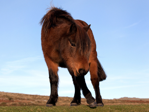 Dartmoor Pony.