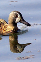 Blue Winged Teal - Anas discors