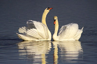 Mute Swan - Cygnus olor