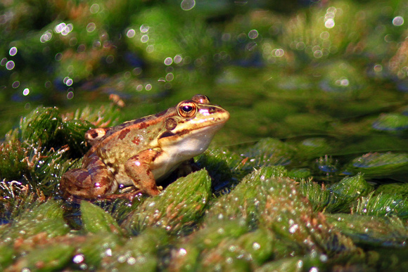Green Marsh Frog